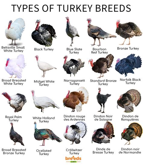Brown Turkey Varieties = Confusion .